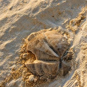 Fossil-sealed in sunlit sands