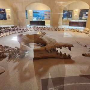 Wadi El Hitan 11