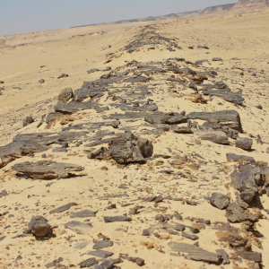 Wadi El Hitan 14