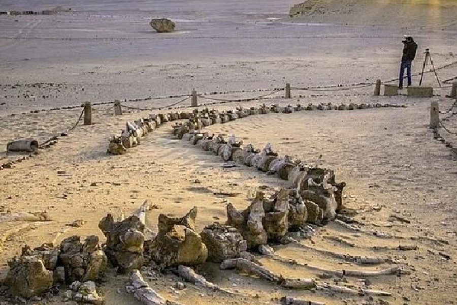 One Day Fayoum Tour from Cairo