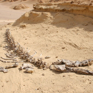 Wadi El Hitan 5