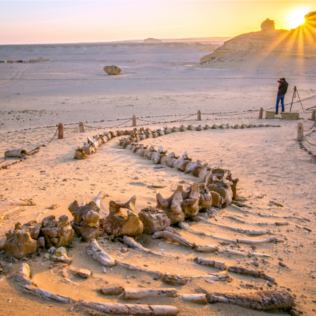 Fayoum Egypt Tours: Private Day Trips, Desert Camping & Safari from Cairo
