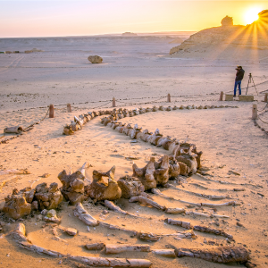 Wadi El Hitan 7
