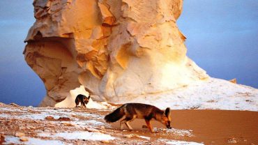 White Desert Egypt wildlife